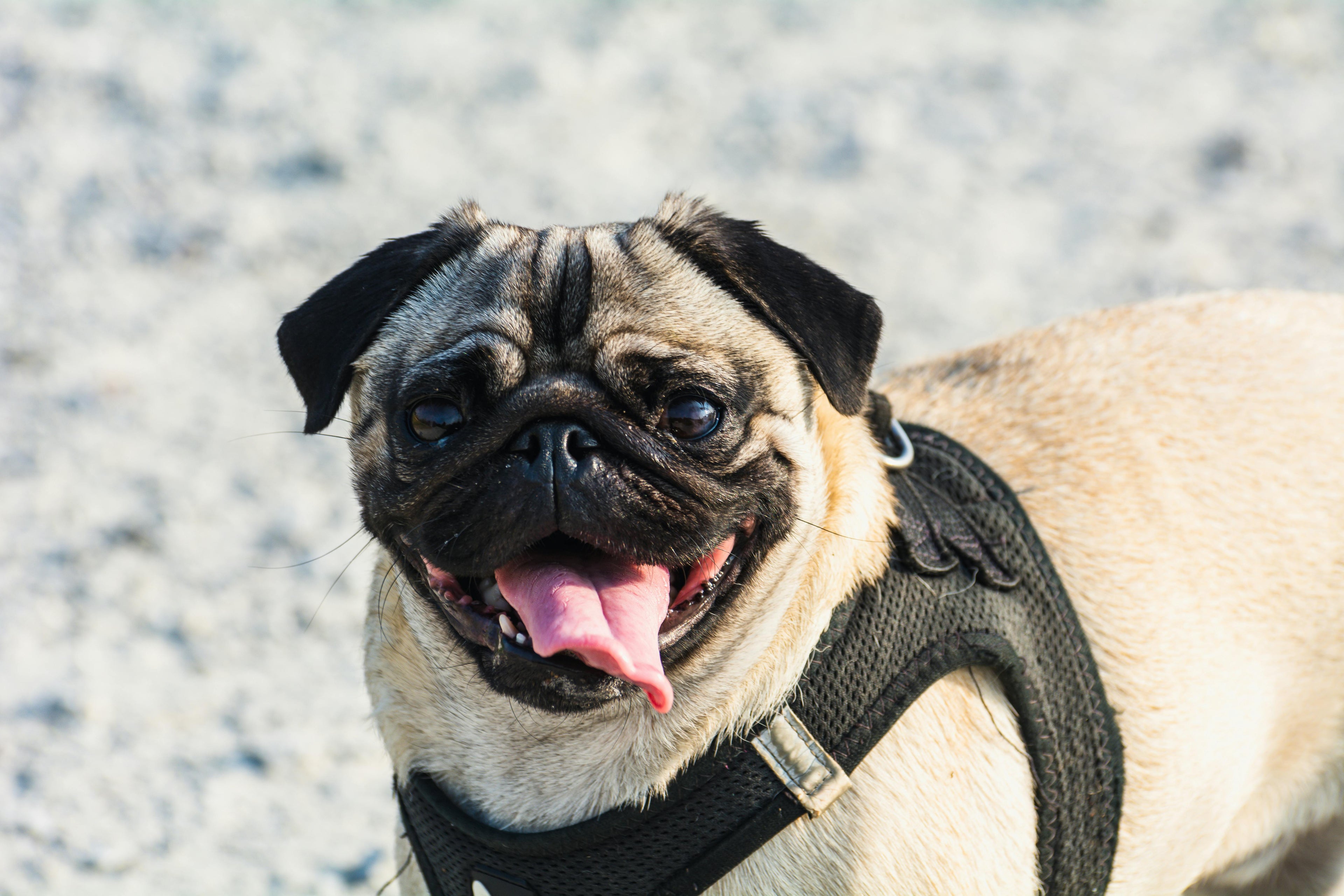 Happy pet enjoying a sunny day